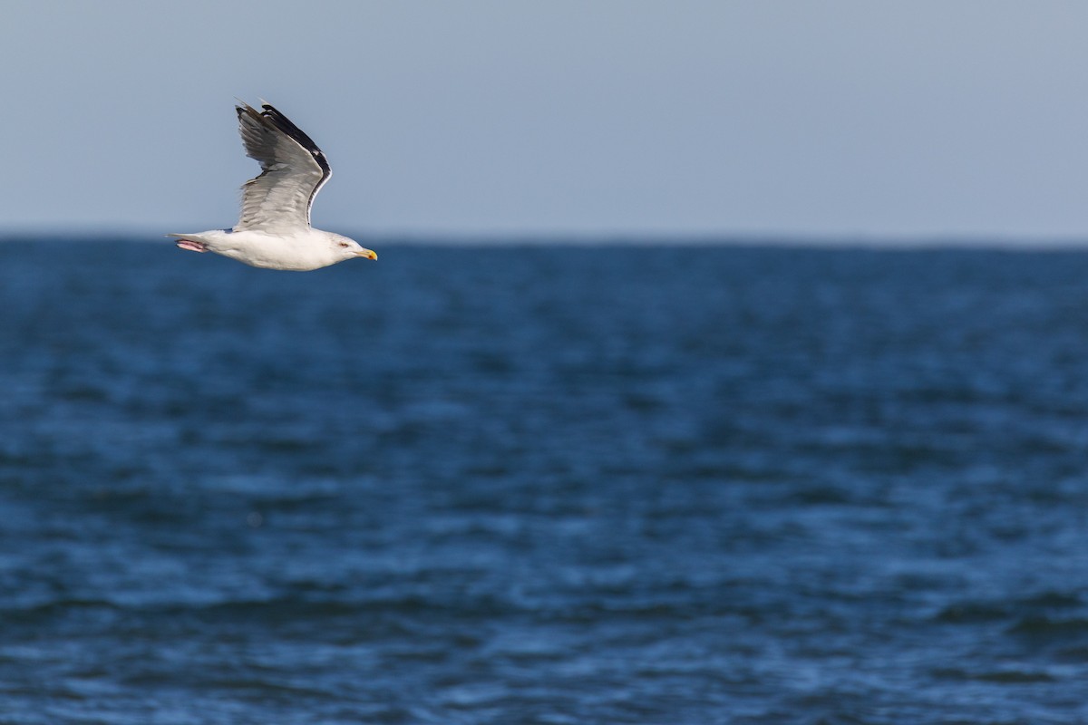 Great Black-backed Gull - ML643726654