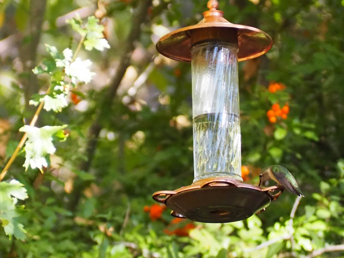 Broad-tailed Hummingbird - ML643726666