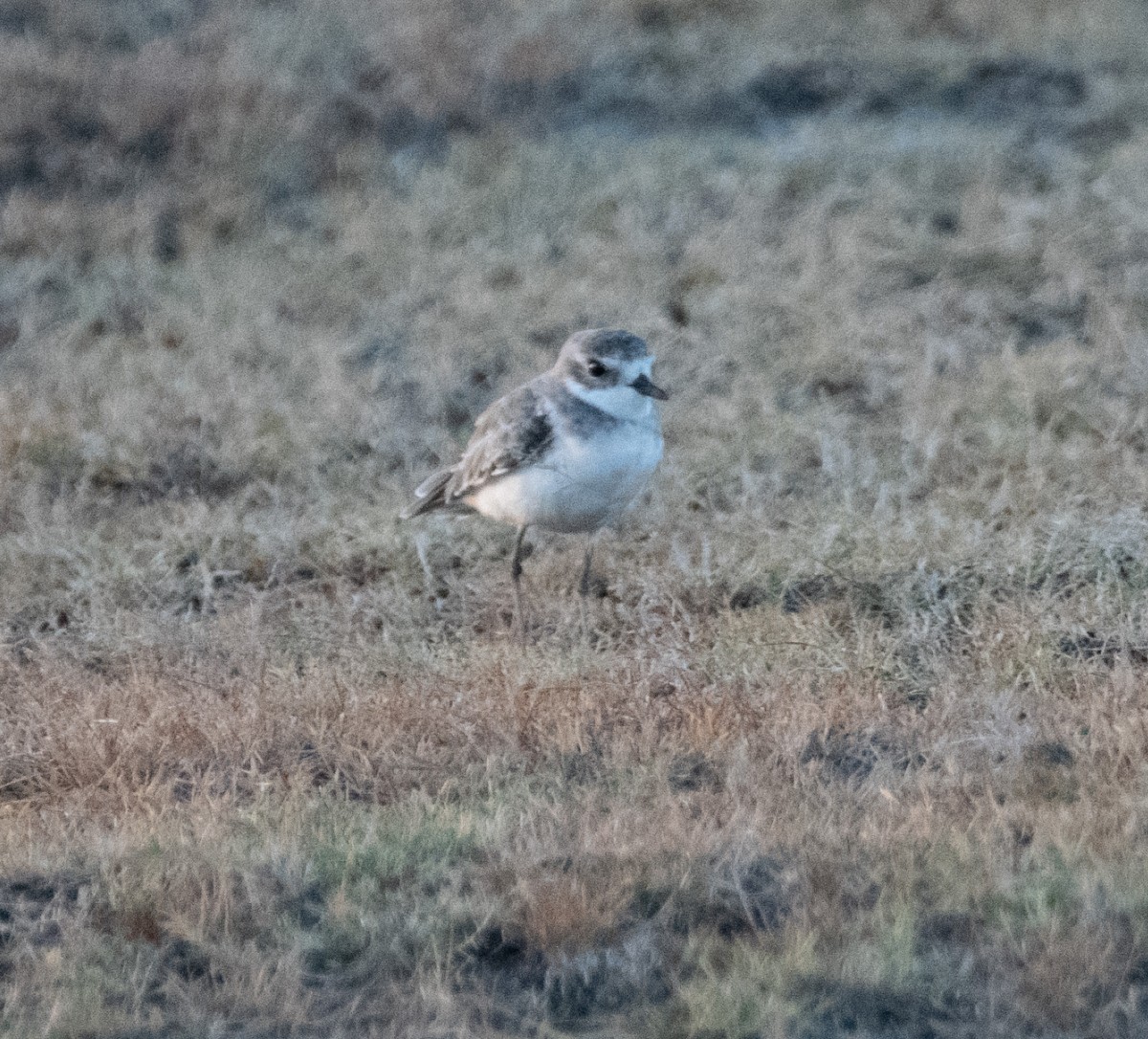 Tibetan Sand-Plover - ML643726696