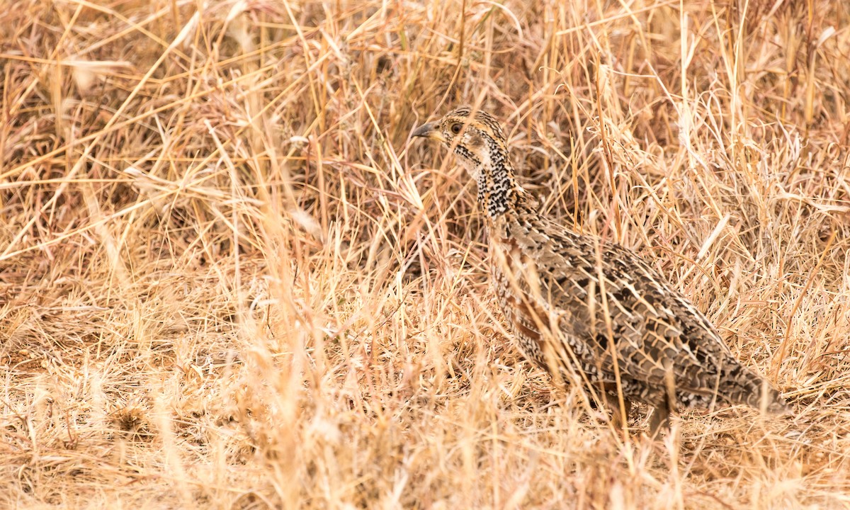 Shelley's Francolin - ML643726715