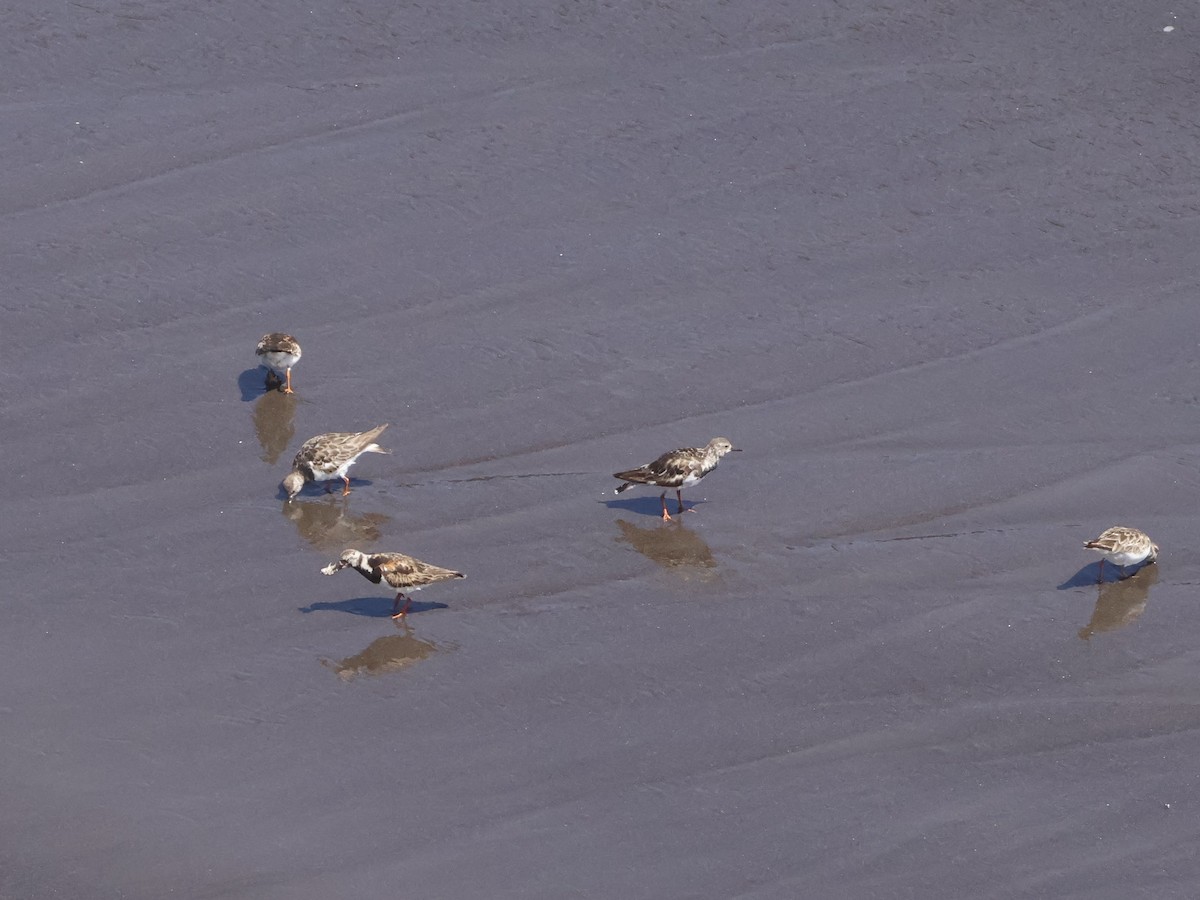 Ruddy Turnstone - ML643726724