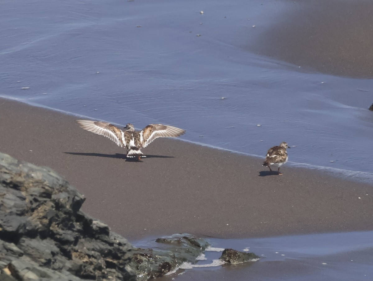 Ruddy Turnstone - ML643726725