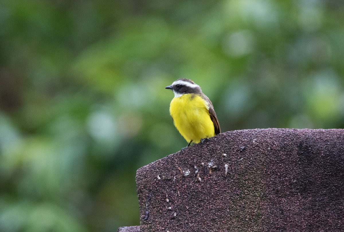 Rusty-margined Flycatcher - ML643726727