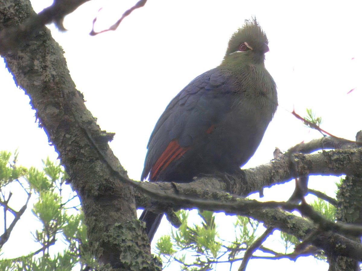 natalturako - ML643726733