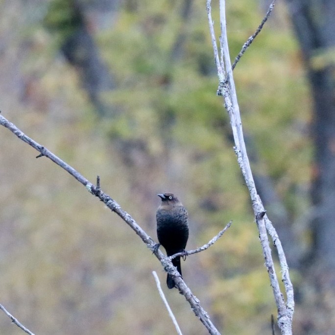 Rusty Blackbird - ML643726752