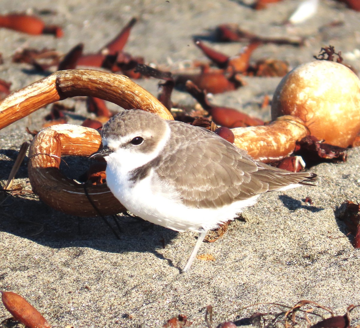 Snowy Plover - ML643726760