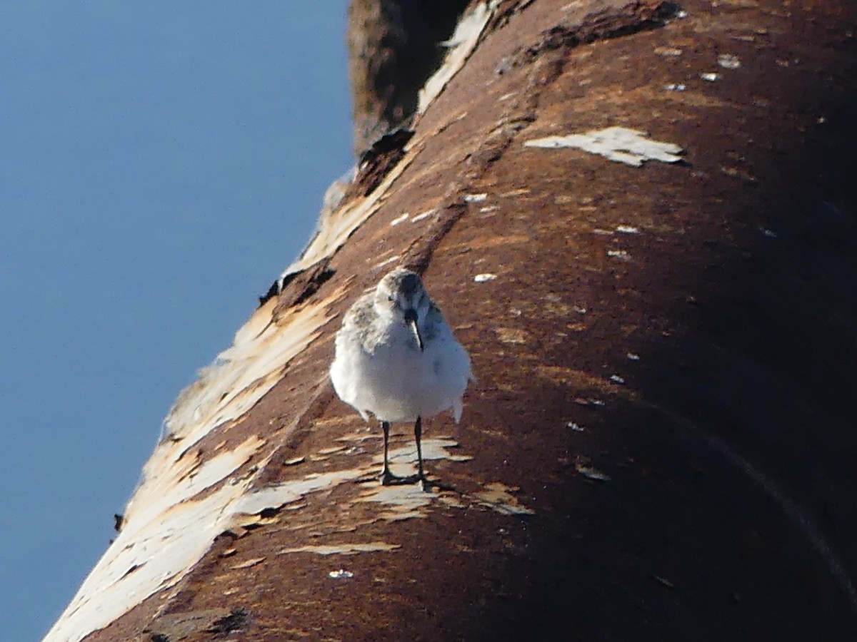 Western Sandpiper - ML643726764
