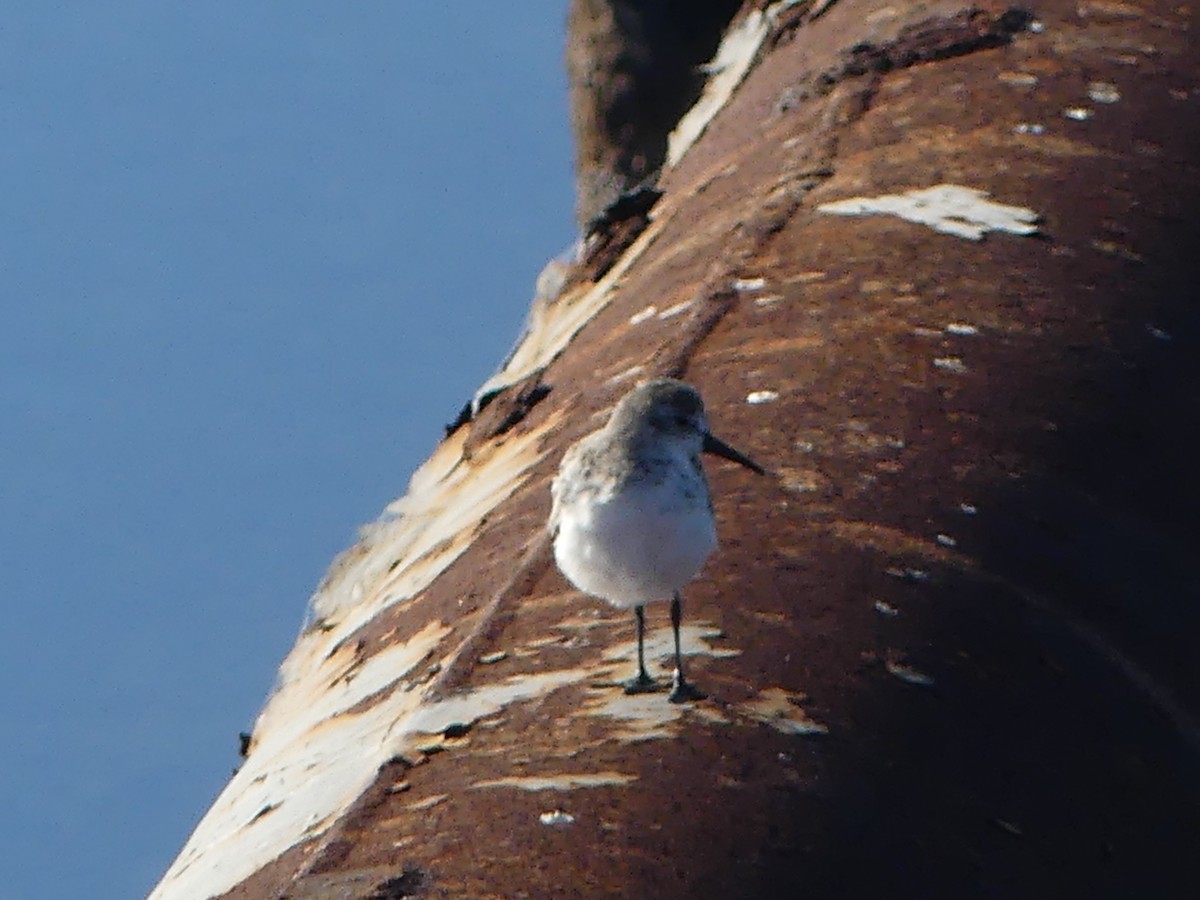 Western Sandpiper - ML643726765