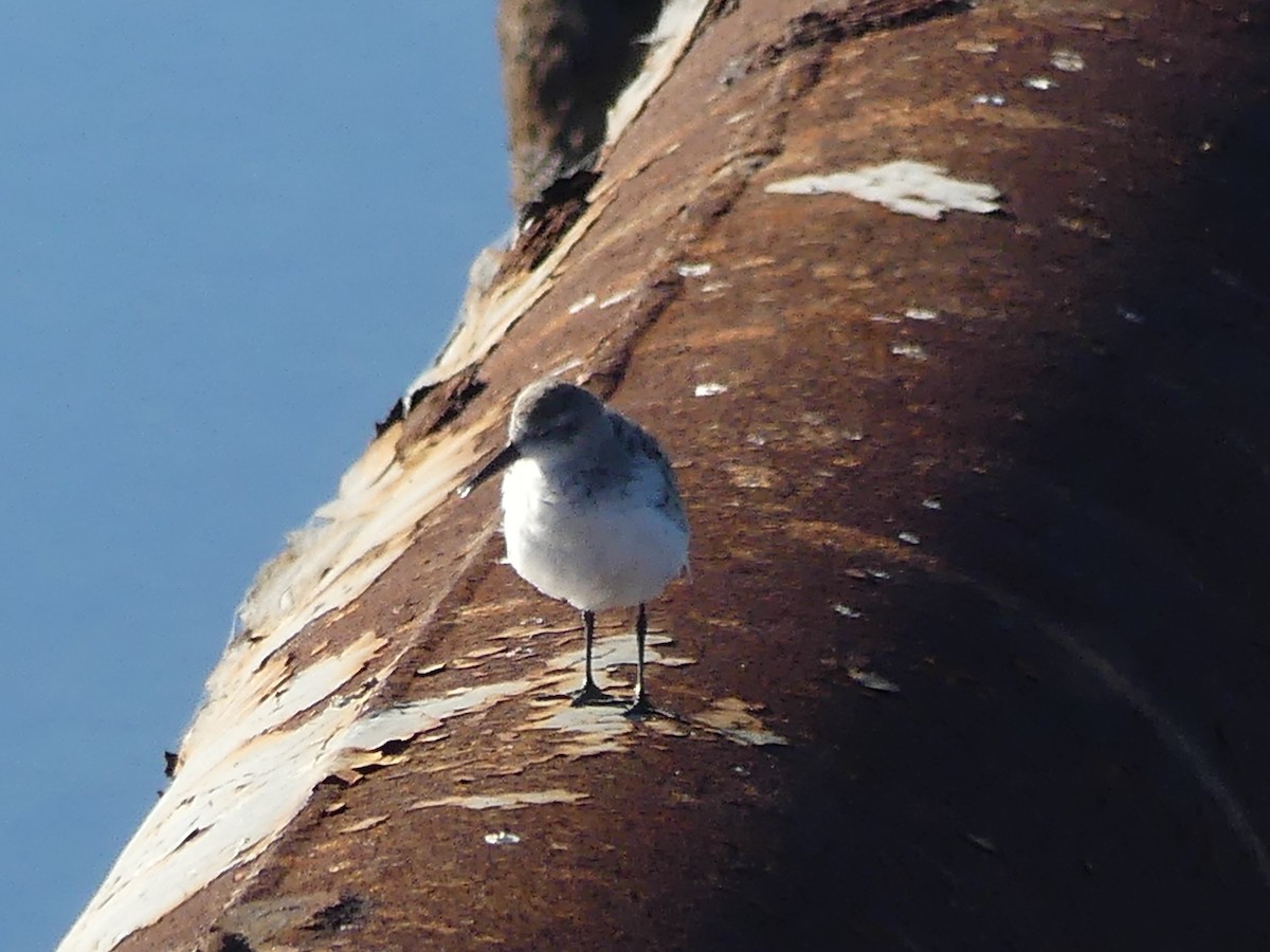 Western Sandpiper - ML643726766