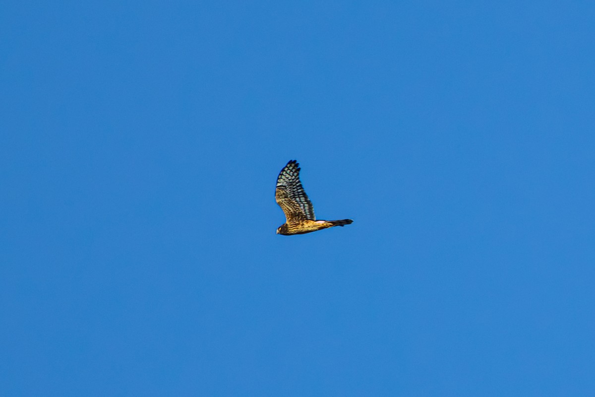 Cooper's Hawk - ML643726767
