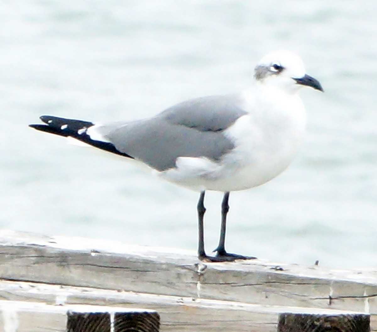 Laughing Gull - ML643726768