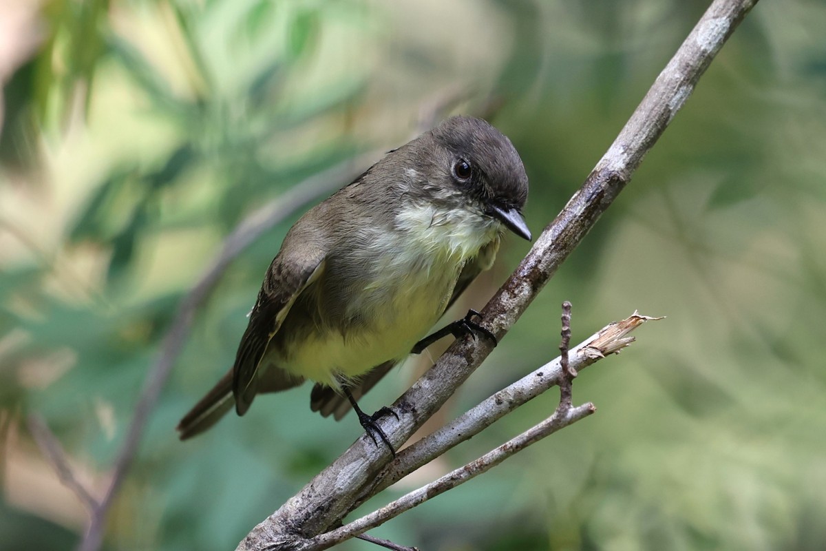 Eastern Phoebe - ML643726769