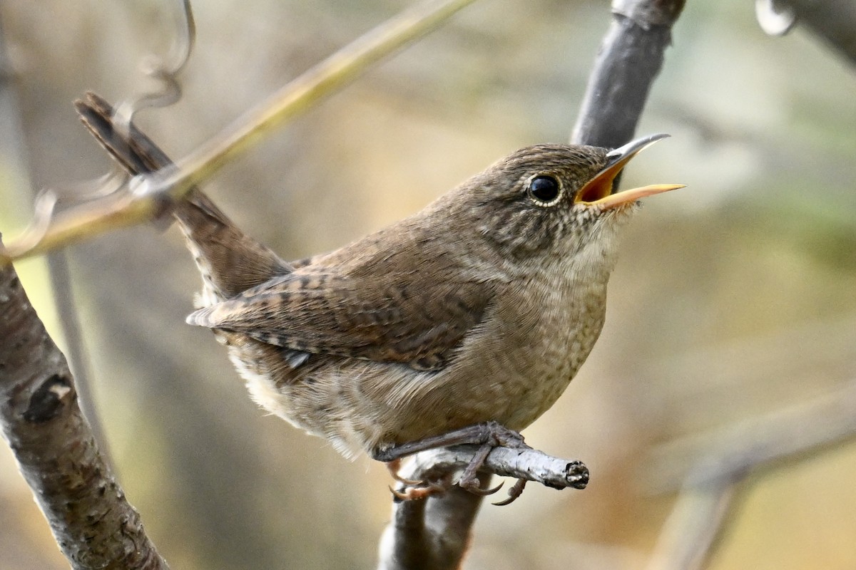 Northern House Wren - ML643726770