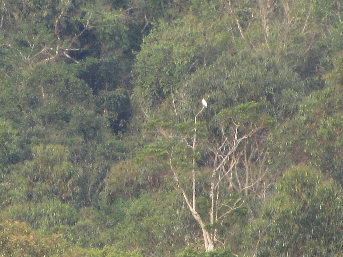 Bare-throated Bellbird - ML643726771