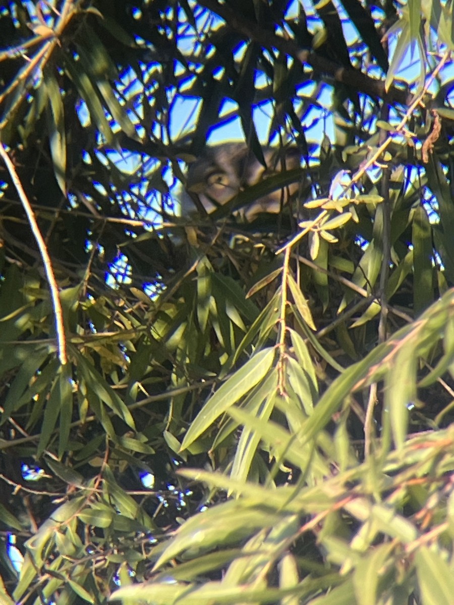 Great Horned Owl - ML643726772