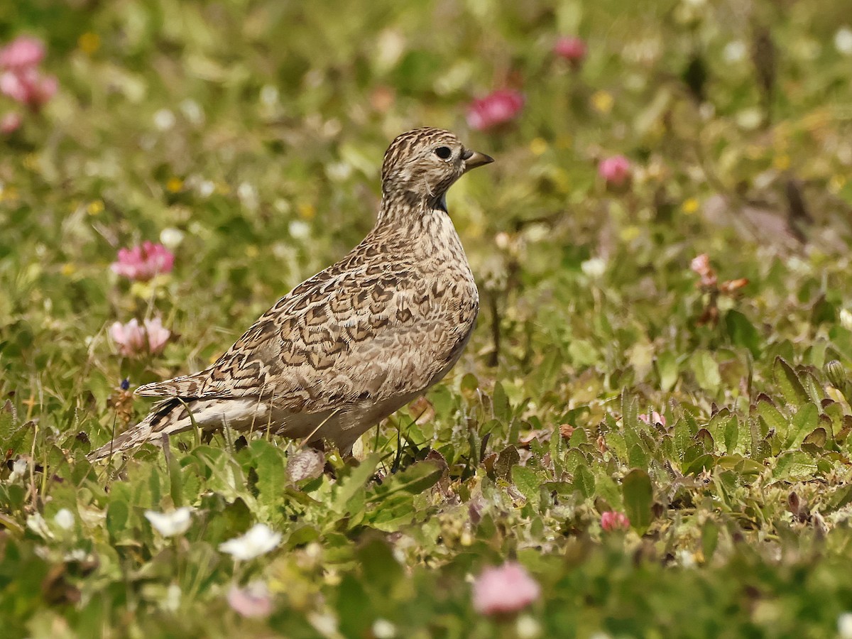 Least Seedsnipe - ML643726774