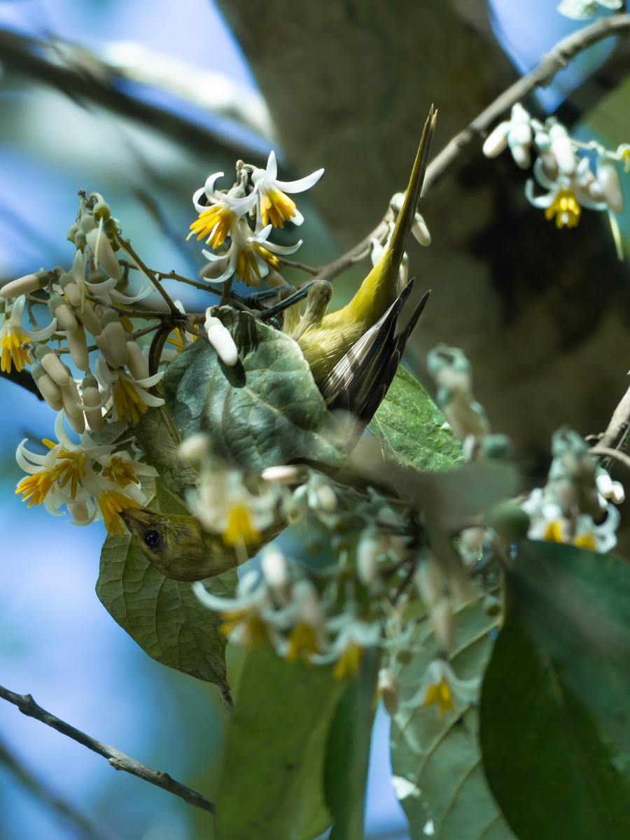 Orchard Oriole - ML643726776