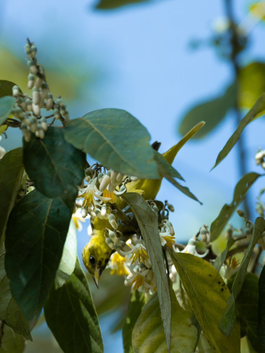 Orchard Oriole - ML643726777