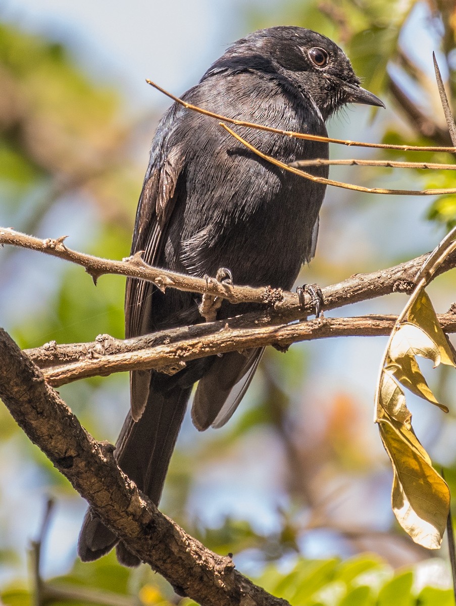 Southern Black-Flycatcher - ML643726781
