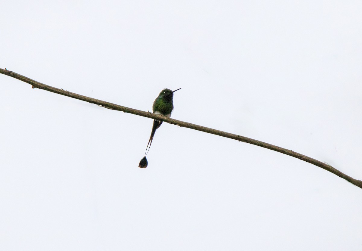 White-booted Racket-tail - ML643726782