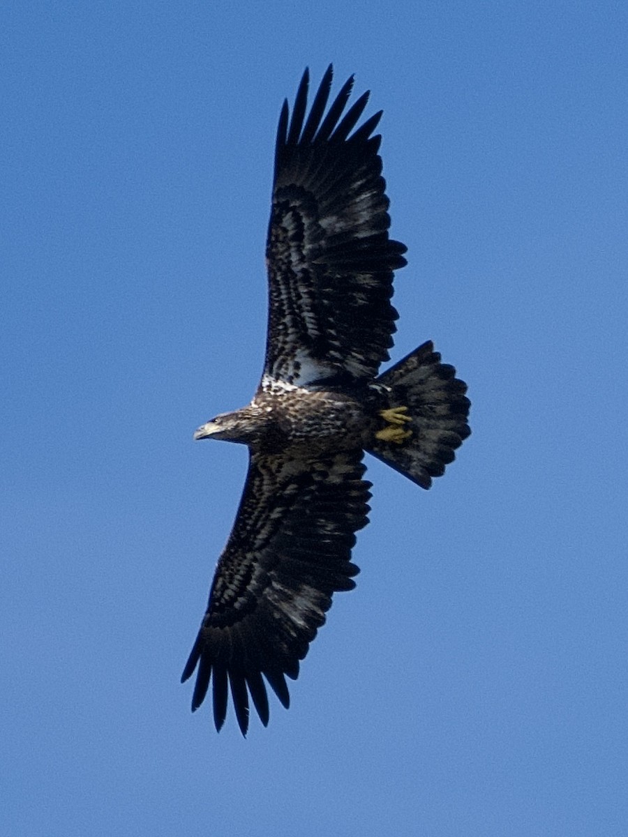 Bald Eagle - ML643726784
