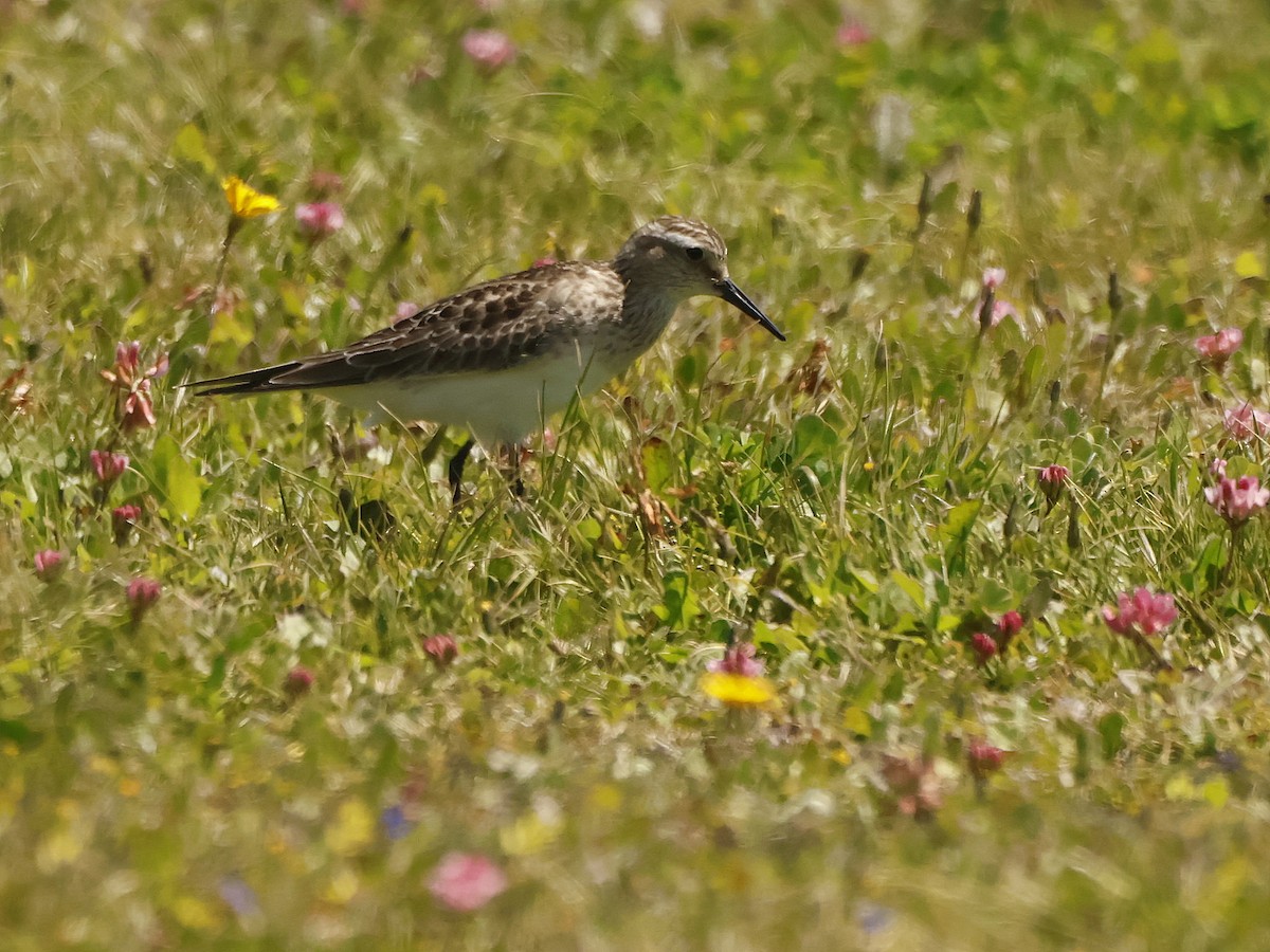 Baird's Sandpiper - ML643726789