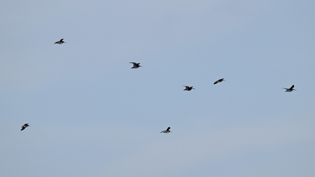 Wilson's Snipe - ML643726790