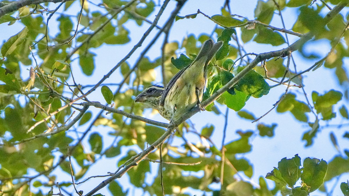 Rose-breasted Grosbeak - ML643726792
