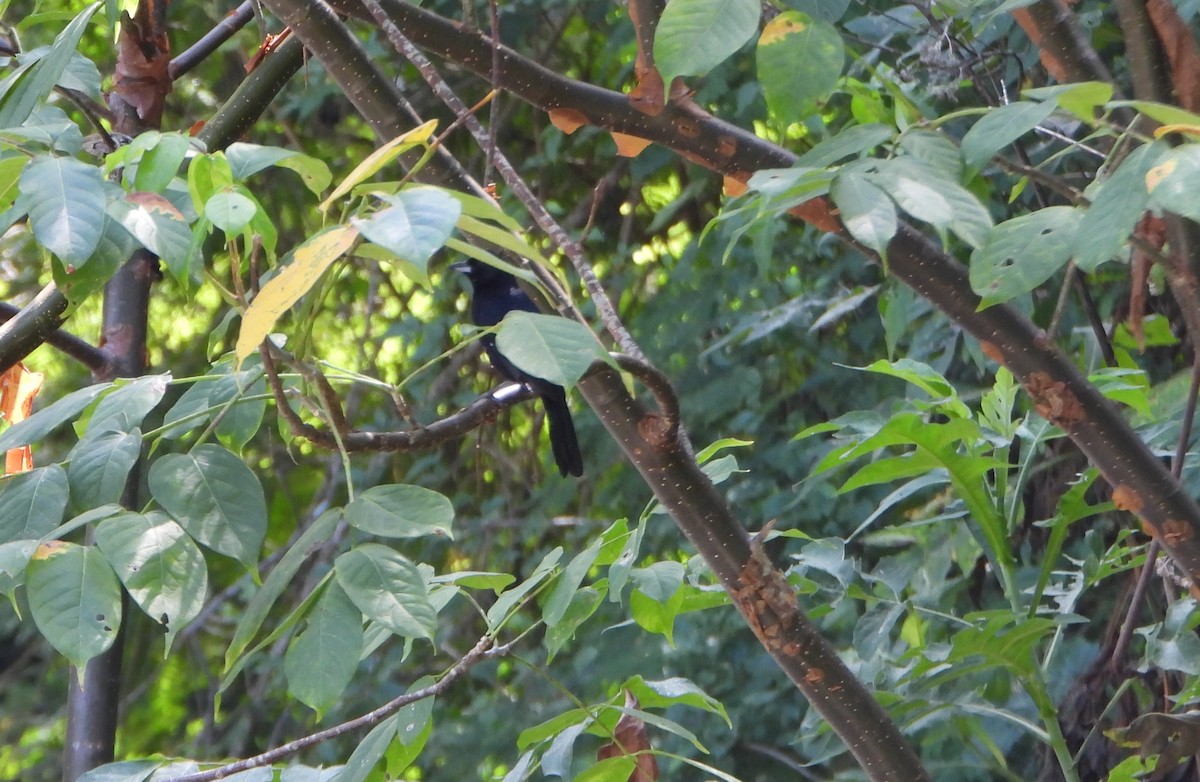 White-lined Tanager - ML643726793