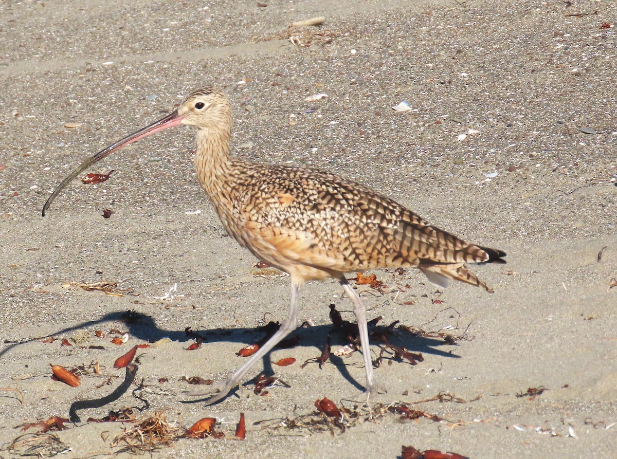 Long-billed Curlew - ML643726795