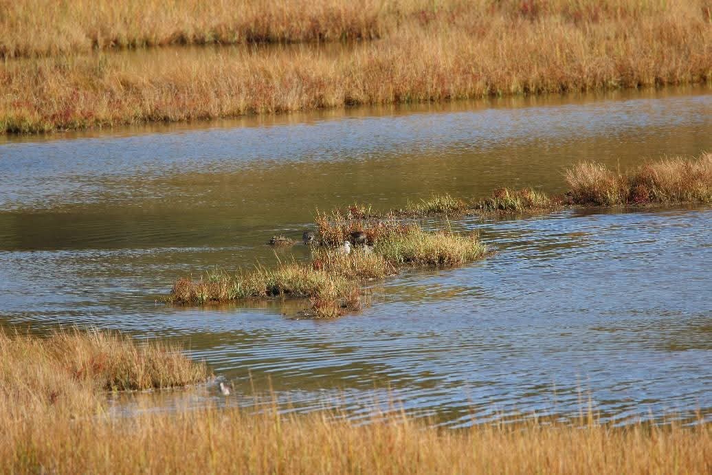 Long-billed Dowitcher - ML643726796