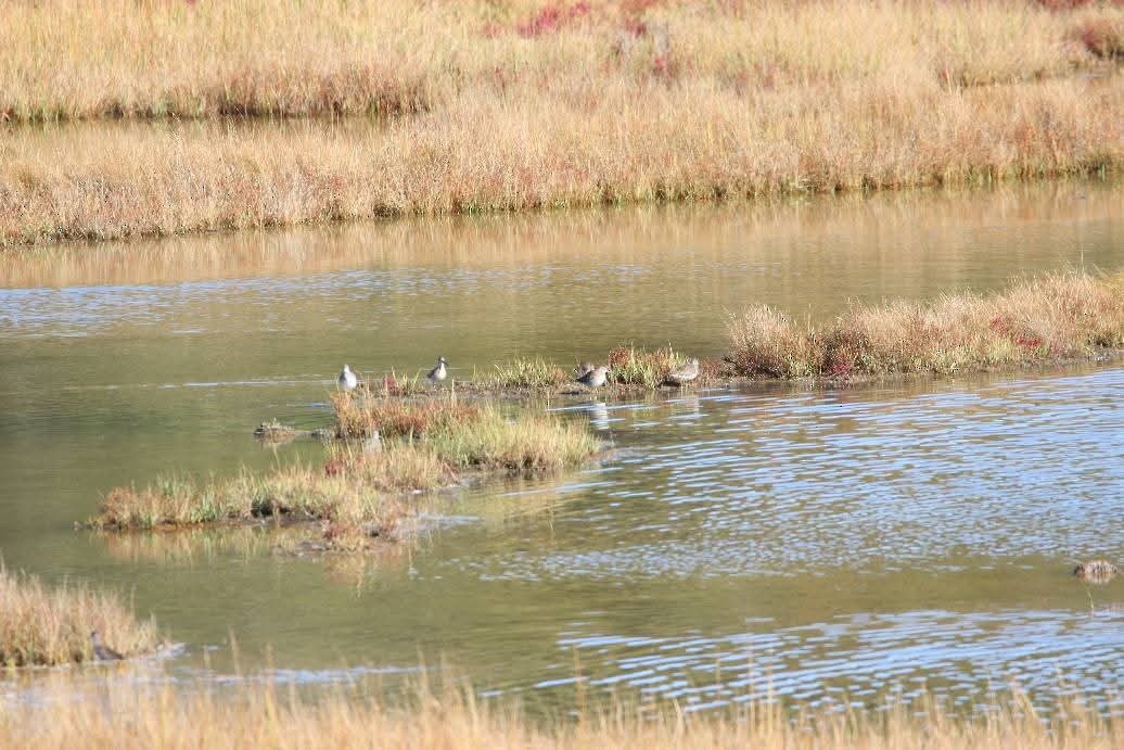 Long-billed Dowitcher - ML643726797