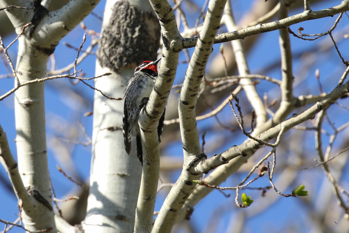 Red-naped Sapsucker - ML643726801