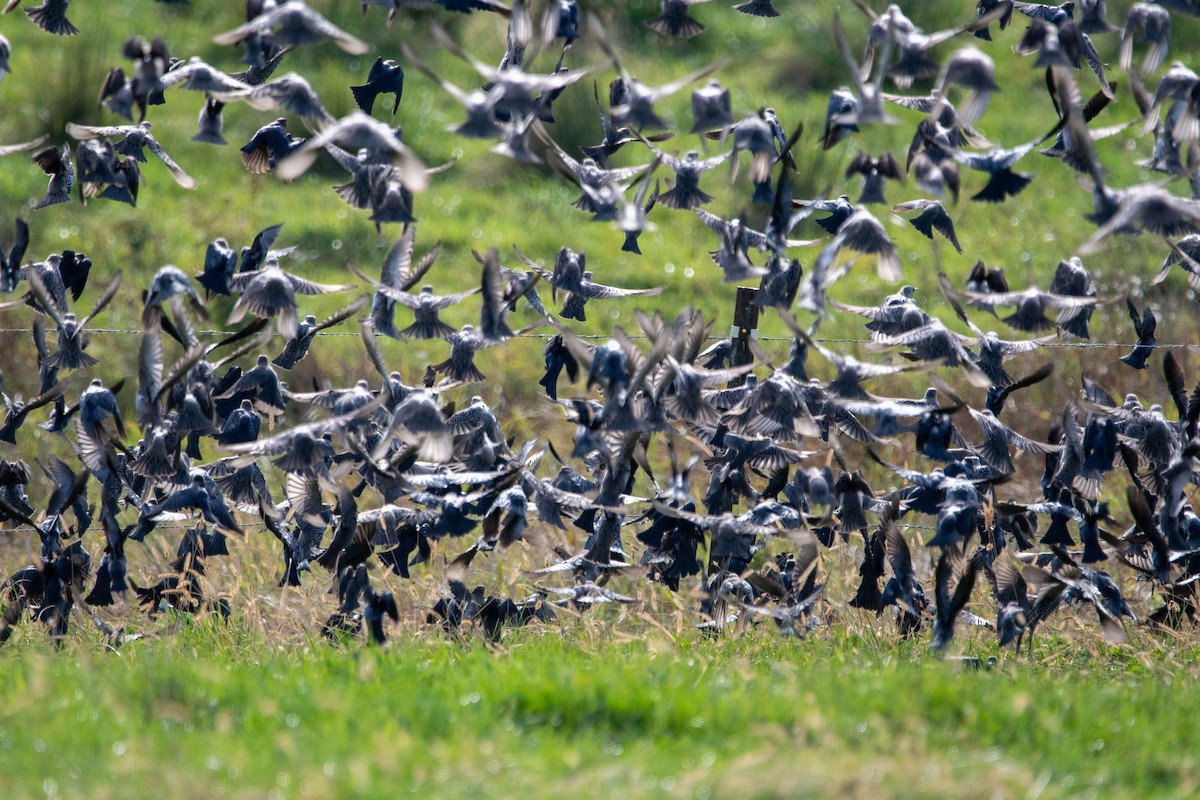 European Starling - ML643726805