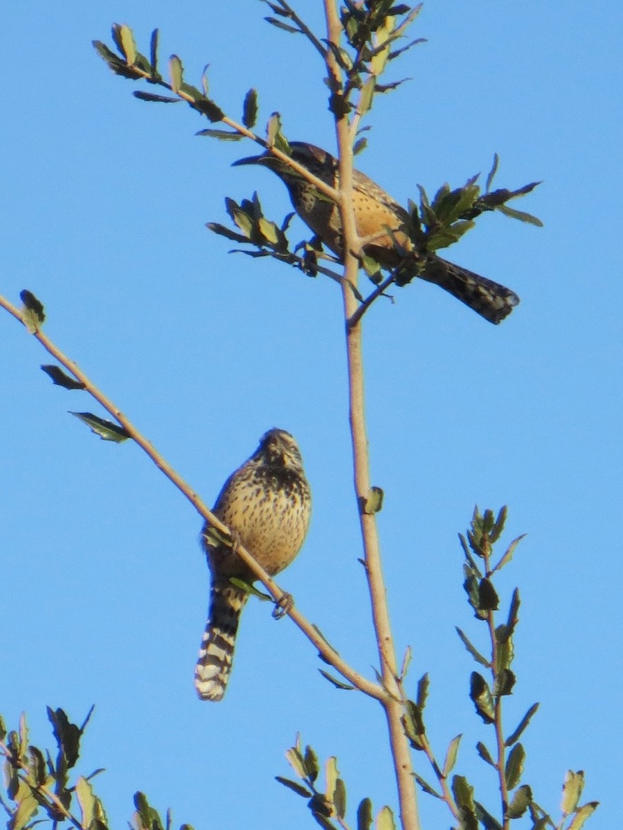 Cactus Wren - ML643726810