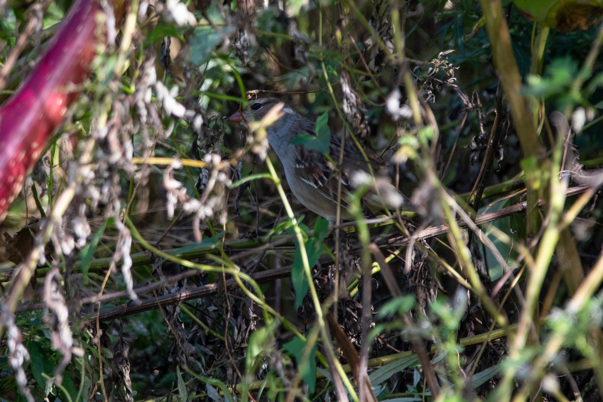 White-crowned Sparrow - ML643726817