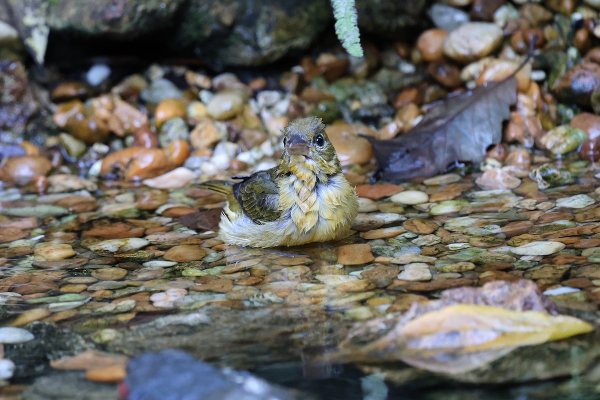 Summer Tanager - ML643726838