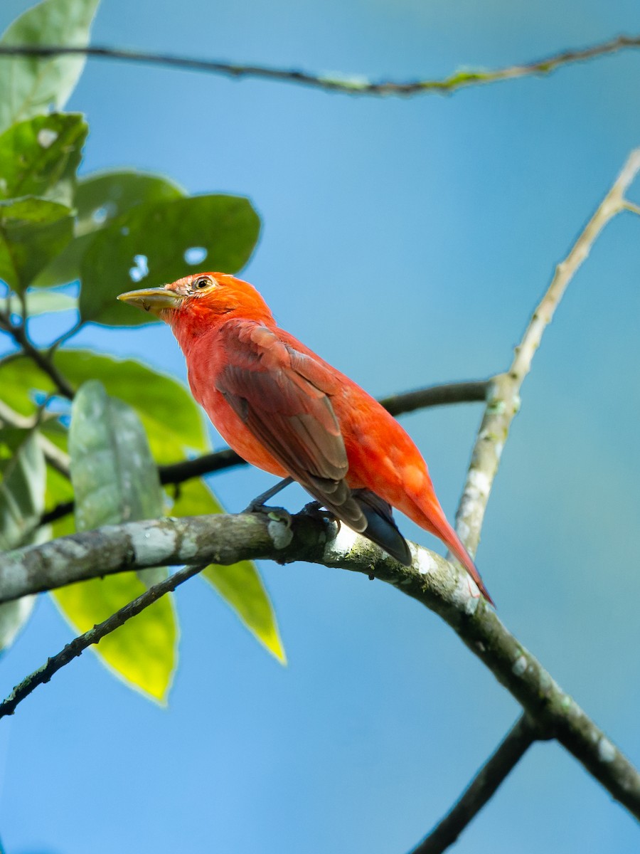 Summer Tanager - ML643726840