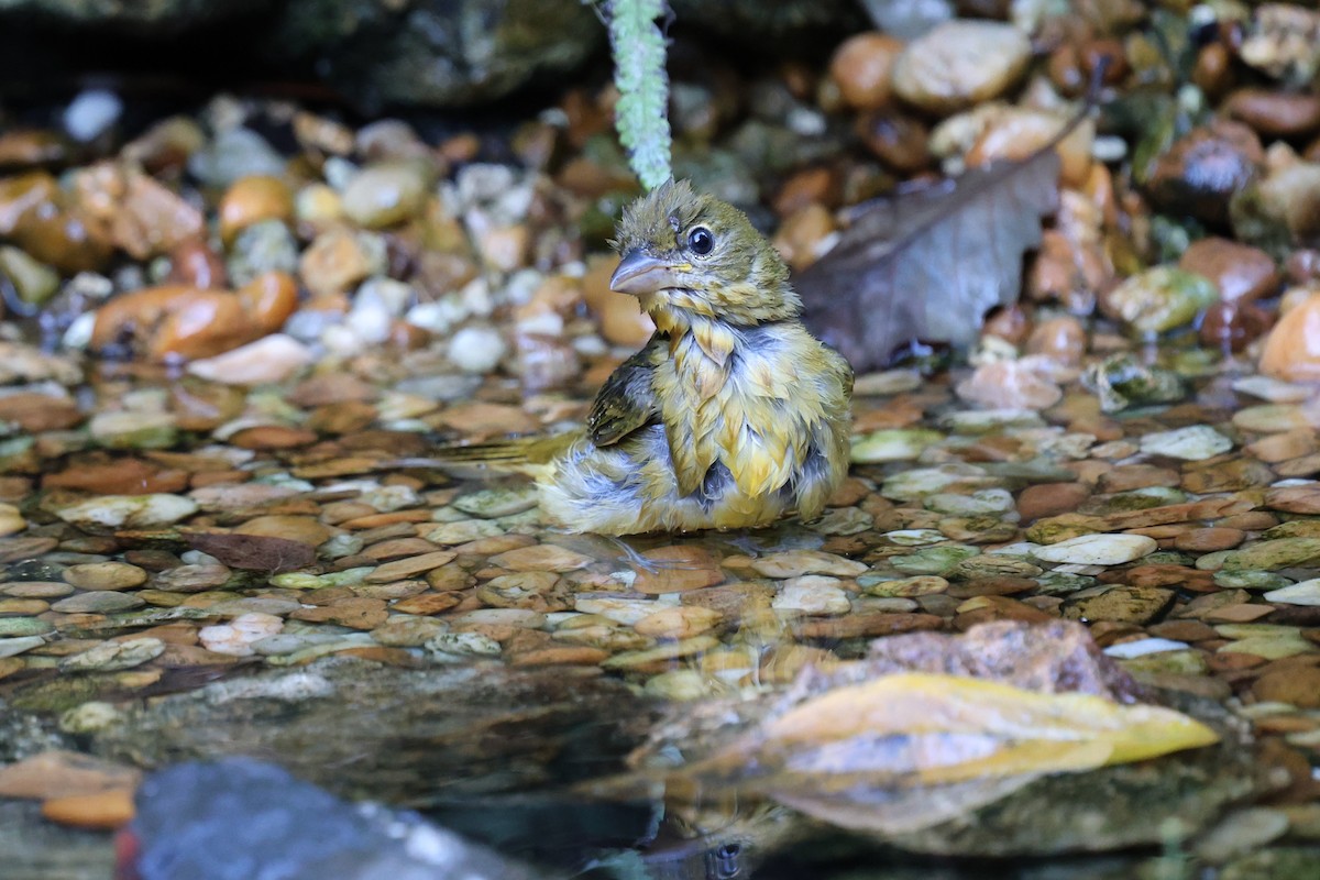 Summer Tanager - ML643726843