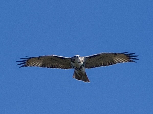Red-tailed Hawk - ML643726844