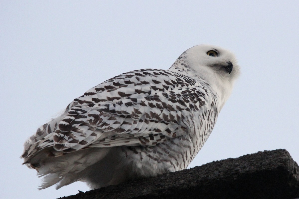 Snowy Owl - ML643726849