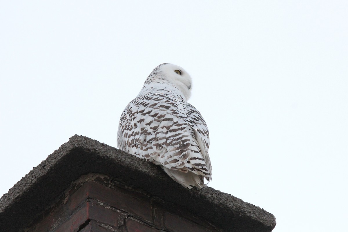 Snowy Owl - ML643726850