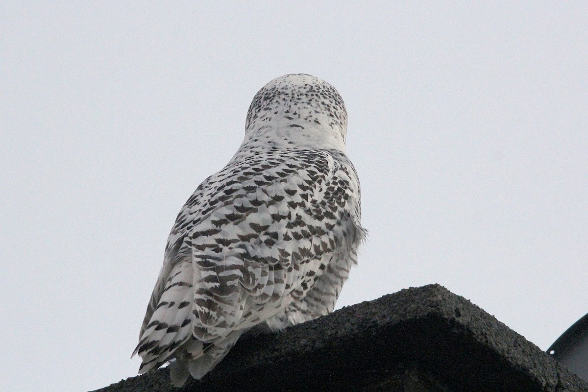 Snowy Owl - ML643726851