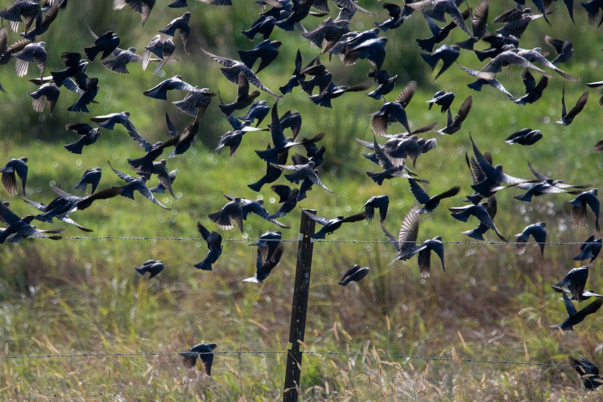 Brown-headed Cowbird - ML643726854