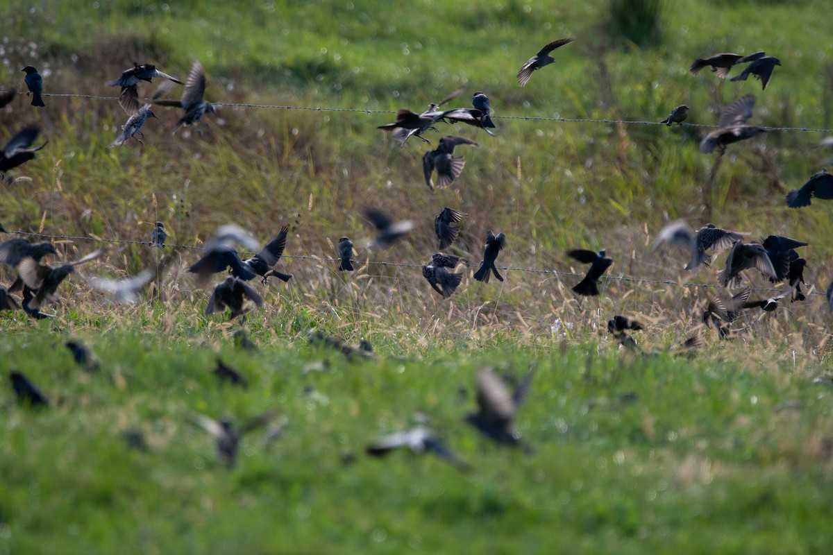 Brown-headed Cowbird - ML643726855