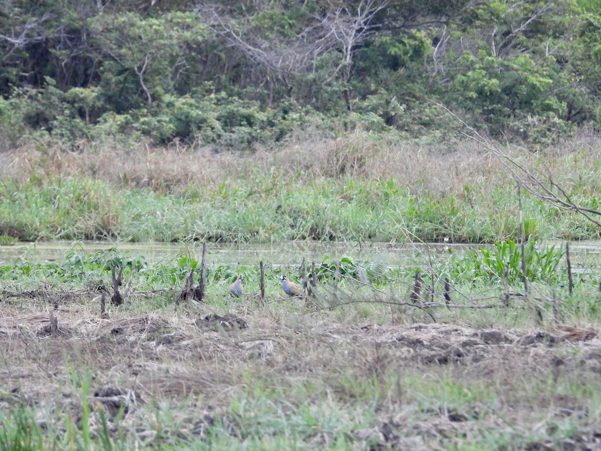 Flock Bronzewing - ML643726860