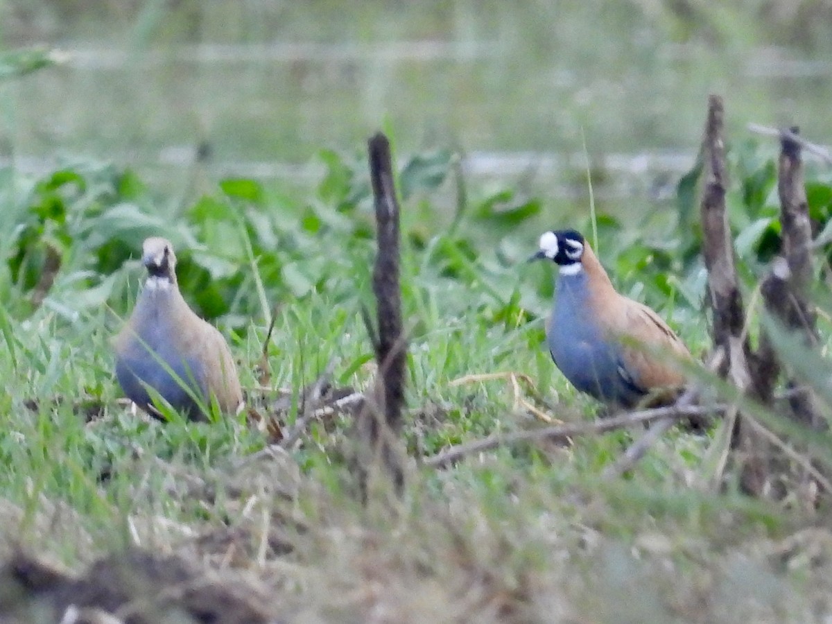 Flock Bronzewing - ML643726861