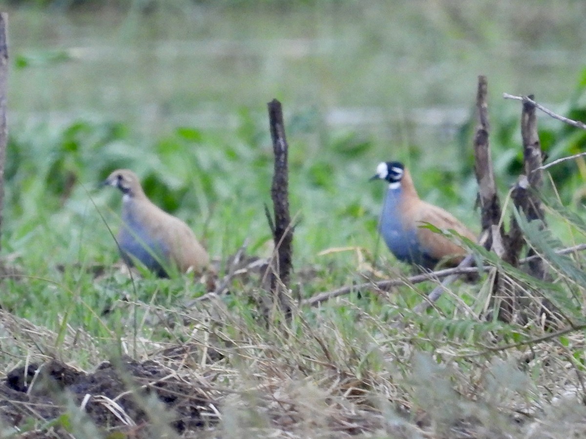 Flock Bronzewing - ML643726862