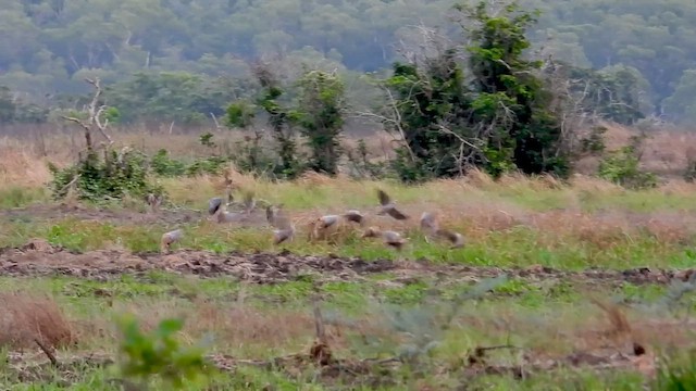 Flock Bronzewing - ML643726863