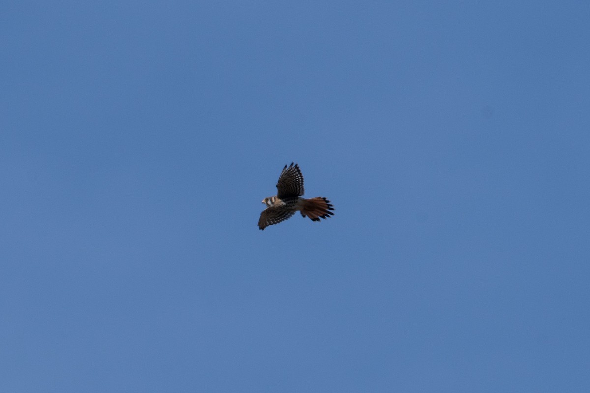 American Kestrel - ML643726899